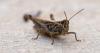 Chorthippus sp.